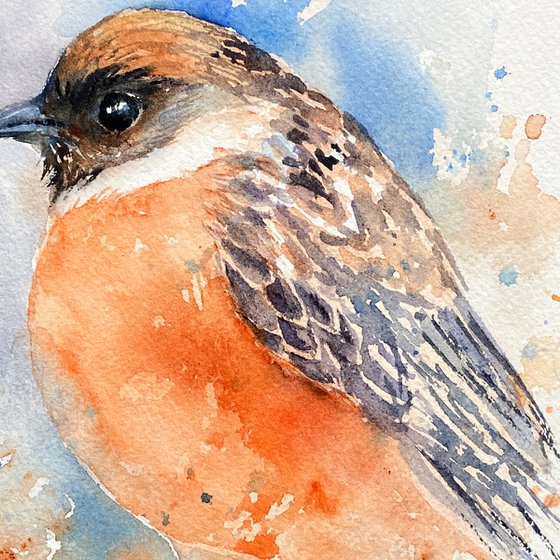 Stan the Stonechat