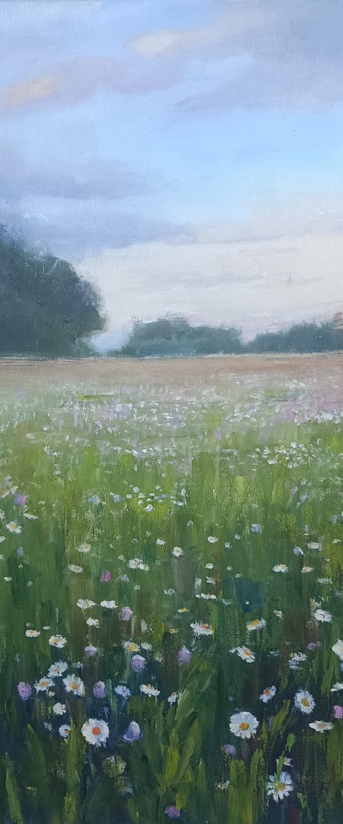 Field of daisies by Valentina Andrukhova