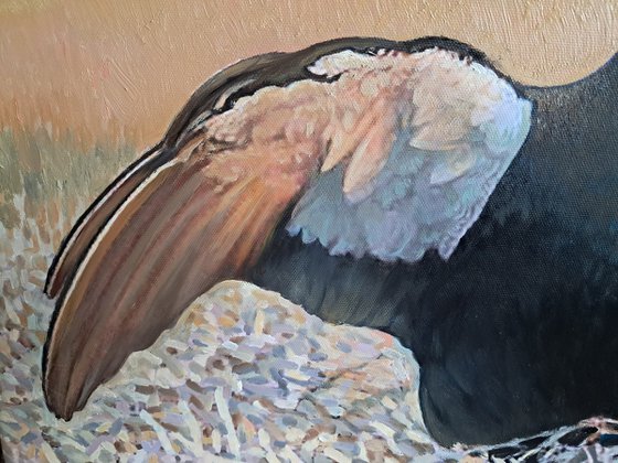 BLACK GROUSE ON THE LEK / MAN-TO-MAN TALK