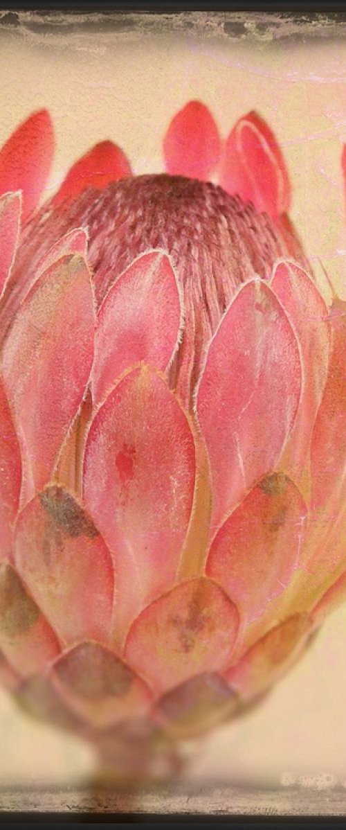 Protea Pink bud special offer by Nadia Attura