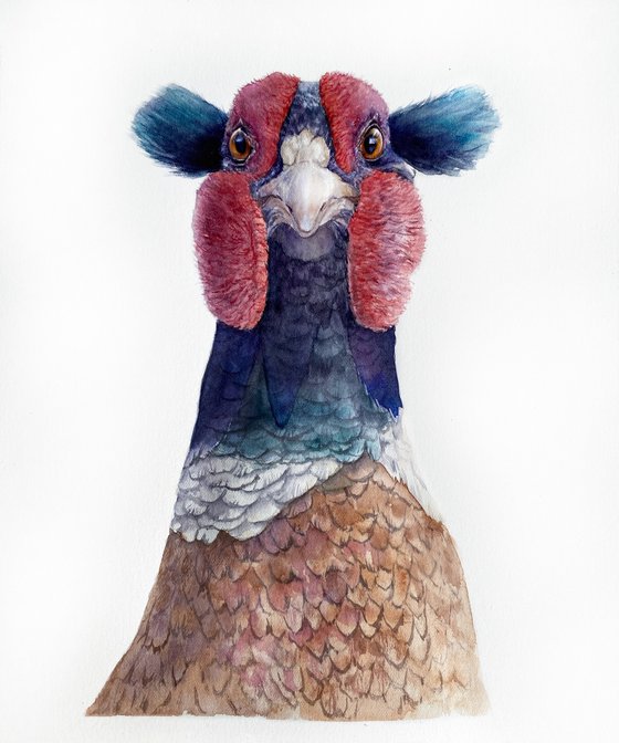 Pheasant with funny blue bangs