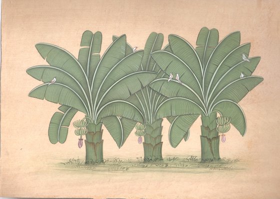 Royal Banana Plant | Indian Miniature Art