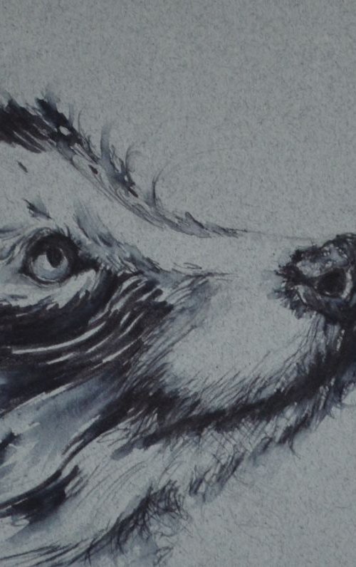 Racoon Dog Ink Sketch by Denise Mitchell
