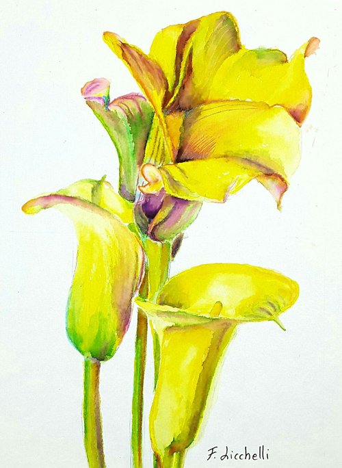 Yellow callas by Francesca Licchelli