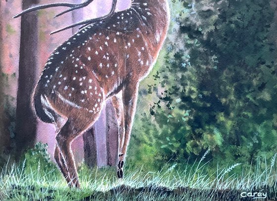 Wild Deer (Dawn)