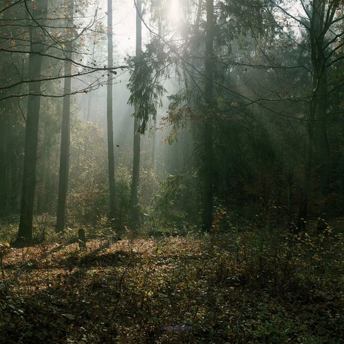 Autumn Forest by Jack Gasiorowski