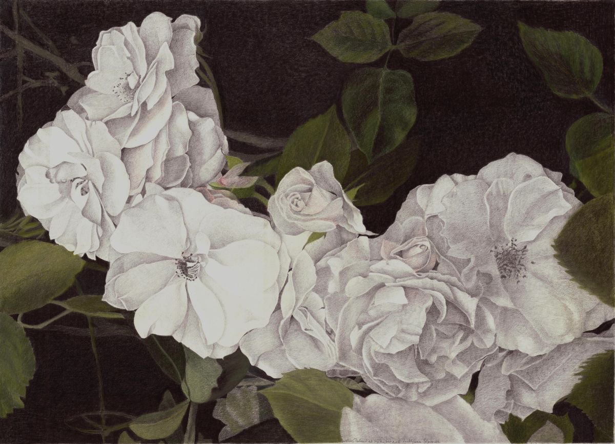 Photorealistic Botanical Pencil Drawing By Nives Palmic, 30 X 22", Silk, Original Artwork