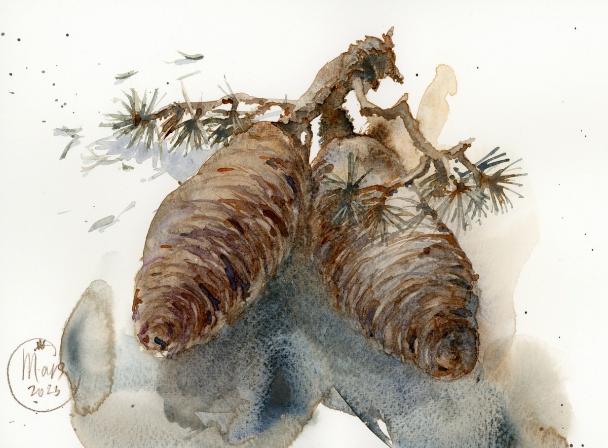 Still life with cedar cones. Details of nature by Tatyana Tokareva