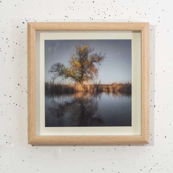 Weeping willow (framed)
