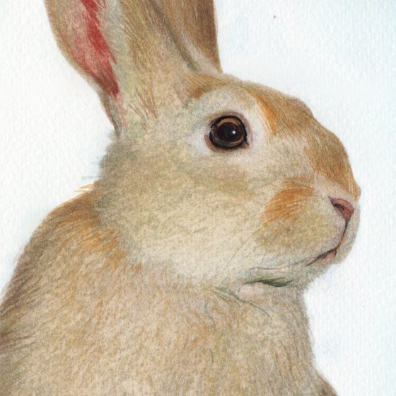 Rabbit in Jar