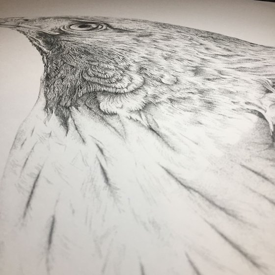 Red-tail Hawk Detail