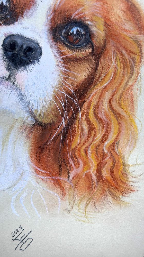 Gentle Cavalier King Charles Spaniel Portrait