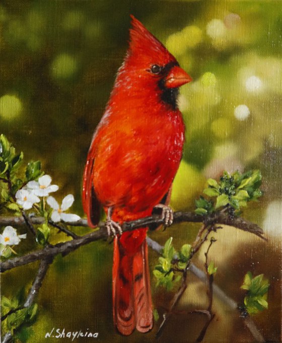 Red Cardinal with Spring Blossoms