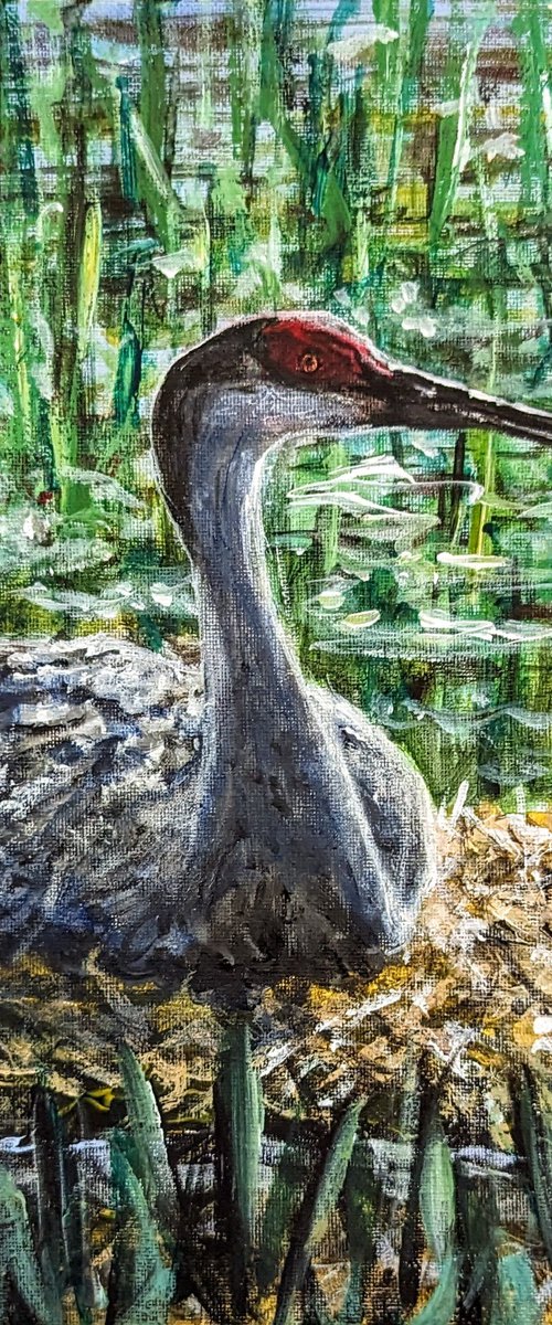 Sandhill Crane Sitting On Nest by Robbie Potter