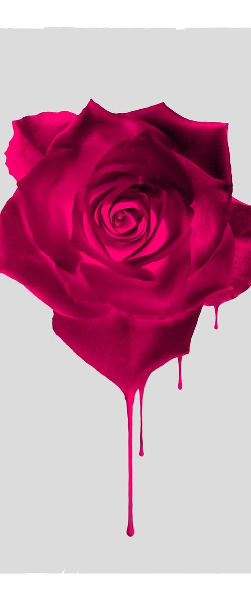 Melting Crimson Rose by Ralf Laurenson