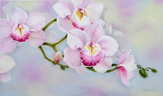 Orchids