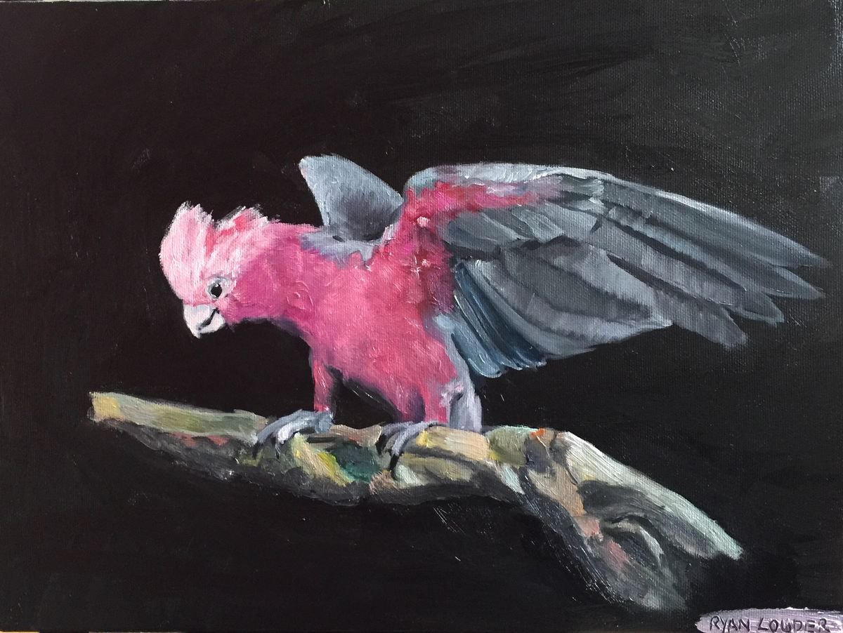 Bird Painting Galah Painting Parrot Painting Birds of Australia Oil On Canvas by Ryan Louder
