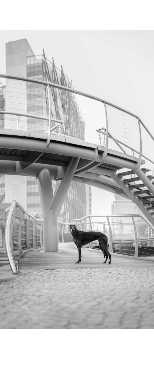 Greyhounds of London VI by Elena Marchi