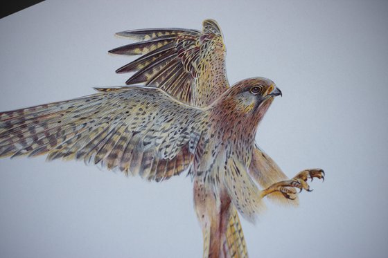 European Kestrel