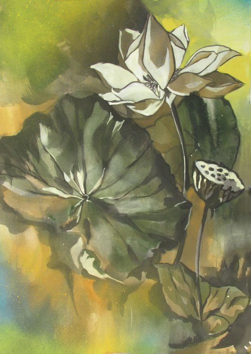 white lotus by Alfred  Ng