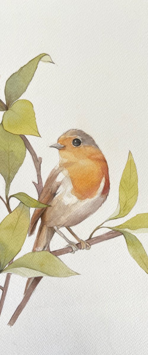 Little robin by Alejandra Paredes