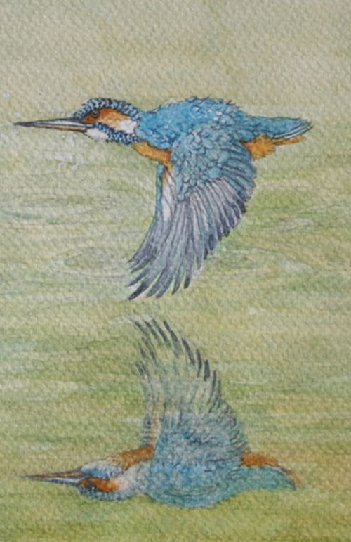 Kingfisher Reflection by Christopher Hughes