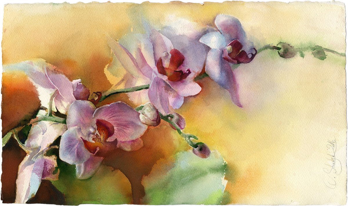 Orchid by Olga Sternyk