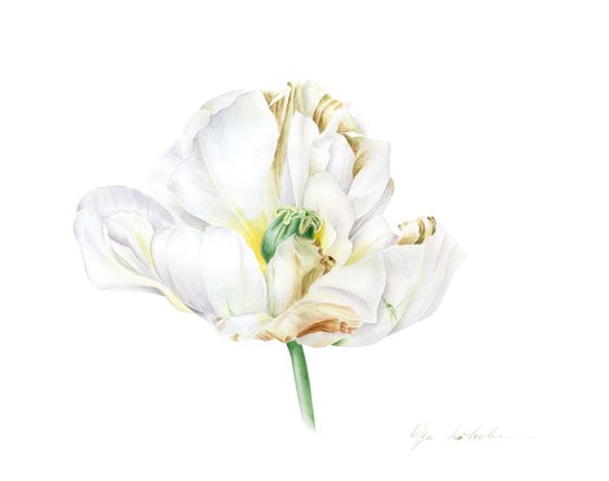 White Tulip