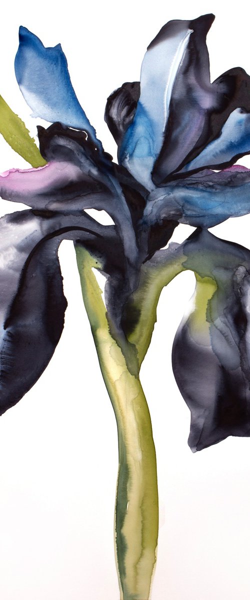 Iris No. 209 by Elizabeth Becker