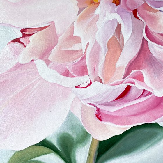 Pink Peony