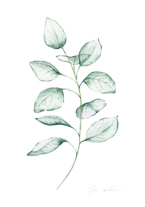 Transparent eucalyptus branch  watercolor by Olga Koelsch