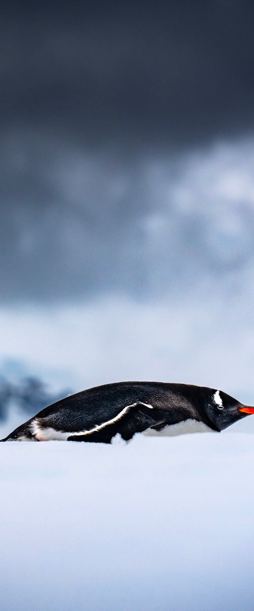 Gentoo Penguin in Blue by Kieran Brimson