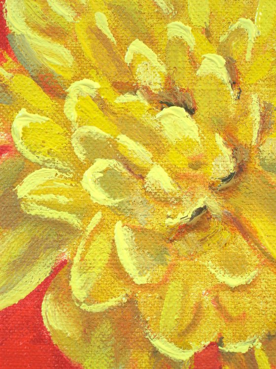 Chrysanthemum Flowerhead