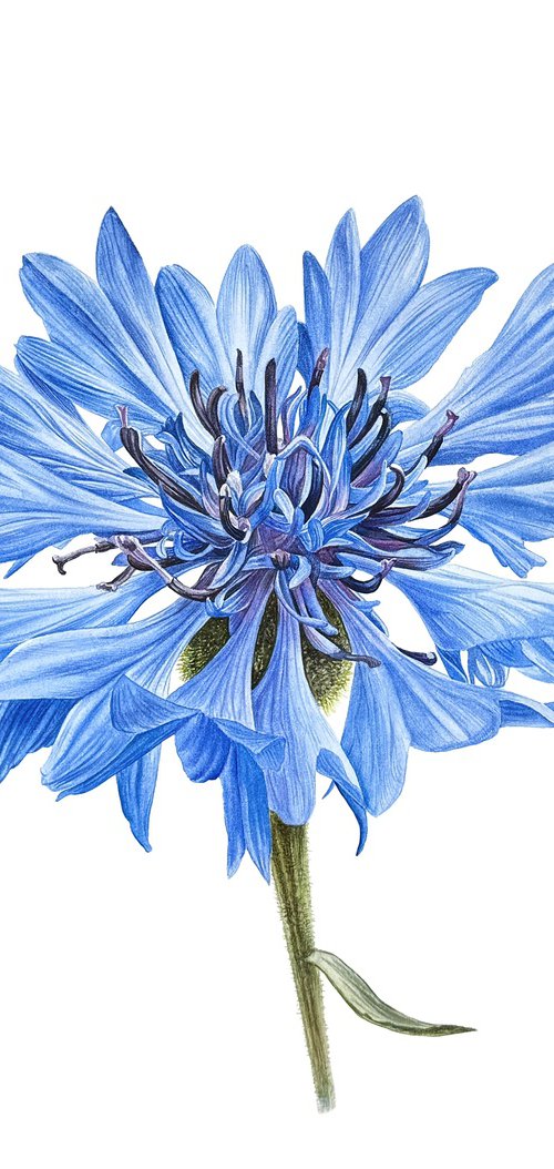 Сornflower Painting by Yuliia Prokopchuk