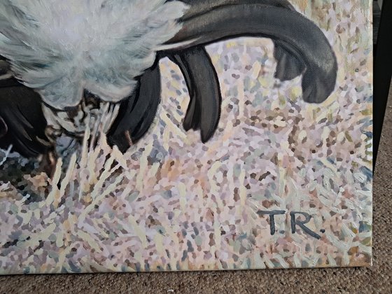 BLACK GROUSE ON THE LEK / MAN-TO-MAN TALK