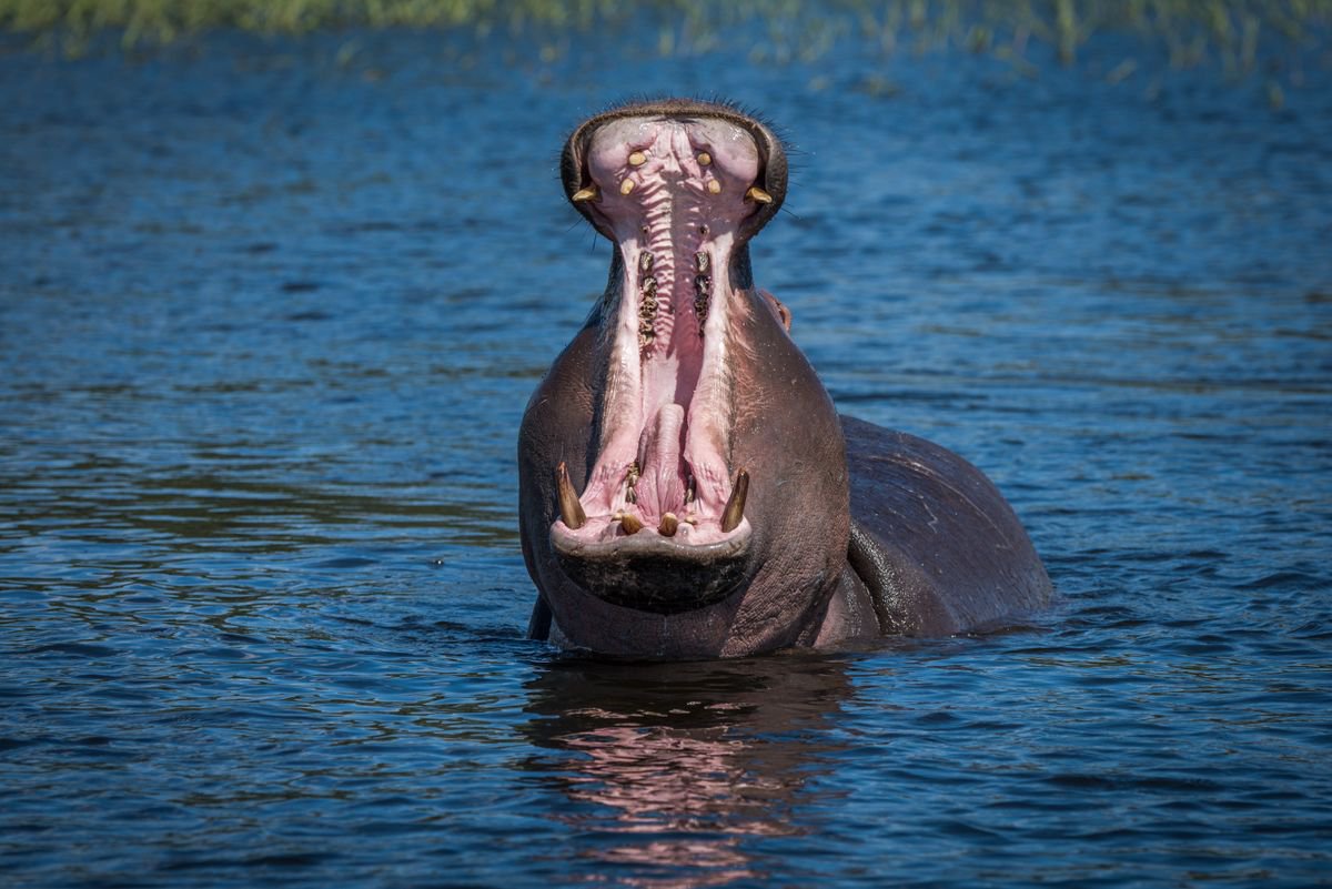 Photorealistic Animal Photograph By Nick Dale, 18 X 13", Technicolor Yawn, Original Artwork