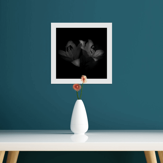 Lily Blooms Number 3 - 12x12 inch Fine Art Photography Limited Edition #1/25