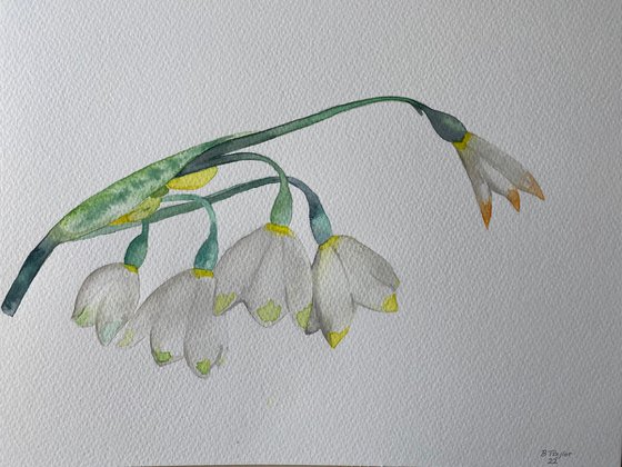 Snowdrops watercolour painting