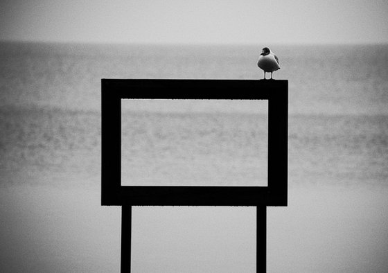 Solitary Gull