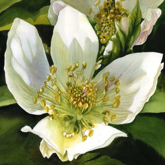 Winter rose (Hellebore)