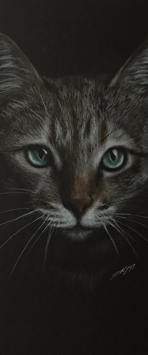 Gray cat by Evgen Karpenko