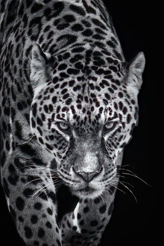 Jaguar Walking