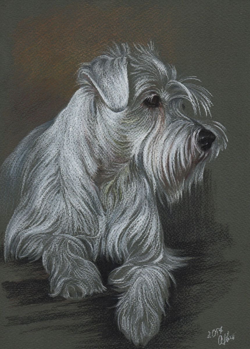 Pastel portrait of zwergschnauzer. 21x30 cm by Olga Tsvetkova