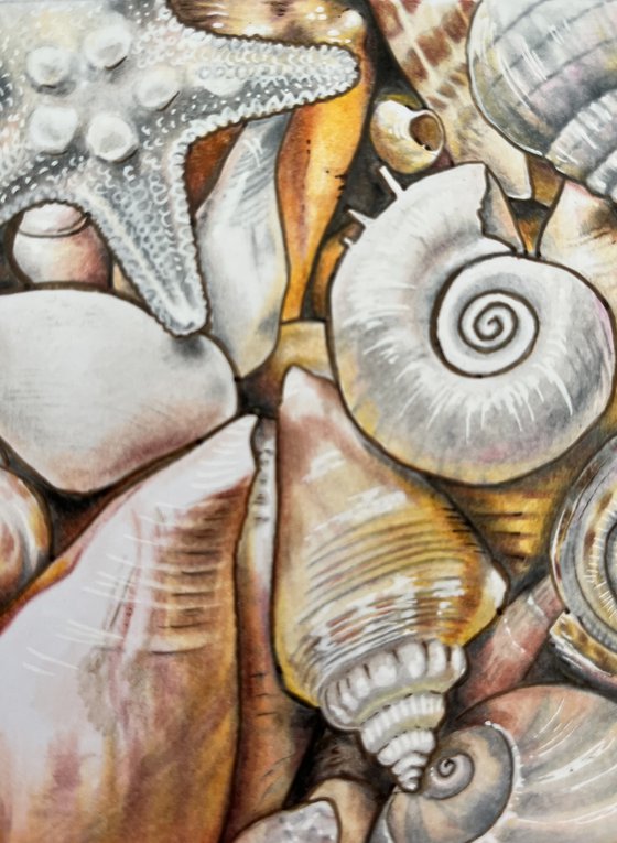 Shells