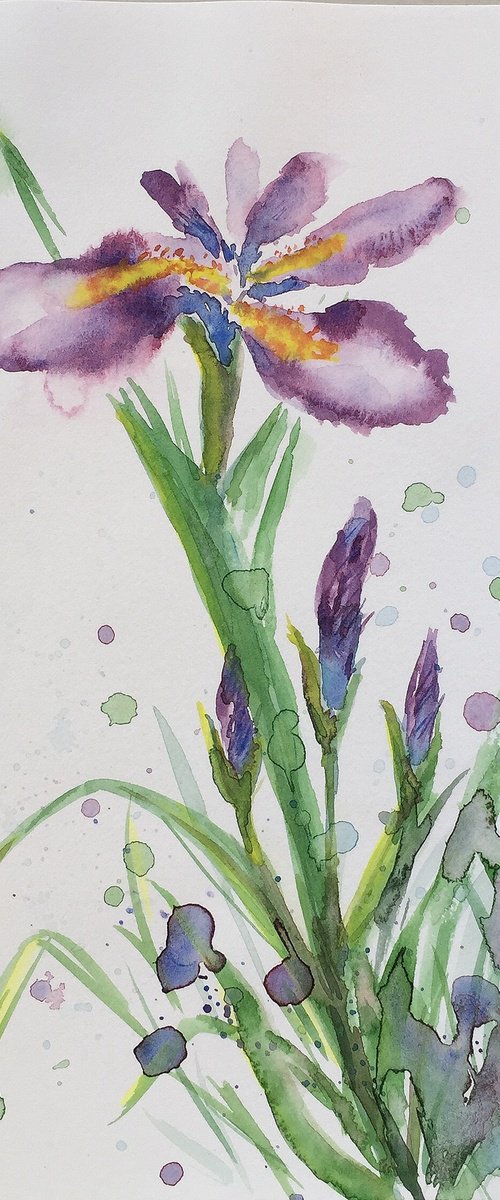 Purple Irises #2 by Jing Tian