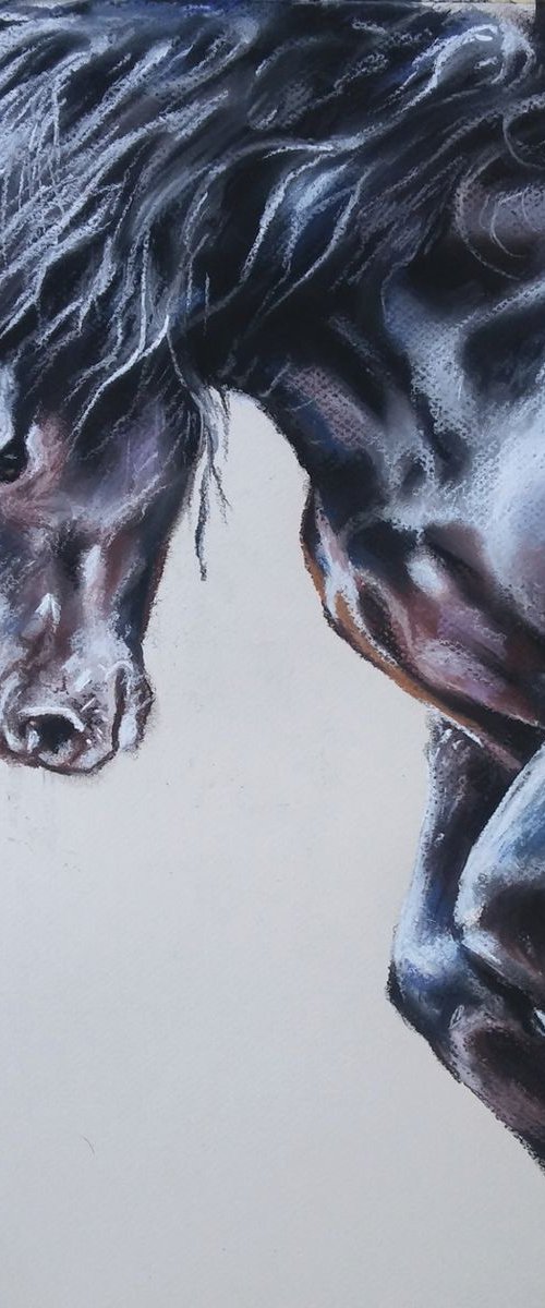 Wild Horse by Magdalena Palega
