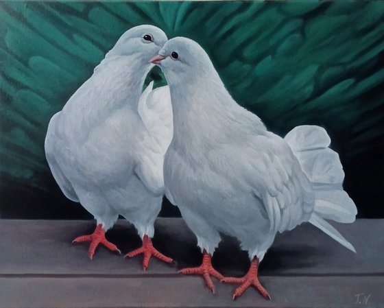 White Pigeons in Love