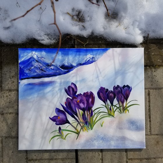 Crocuses in the Alps