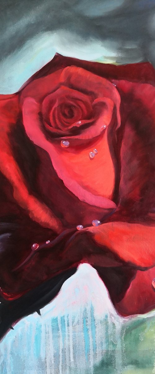 Red rose with dew drops on petals by Jane Lantsman