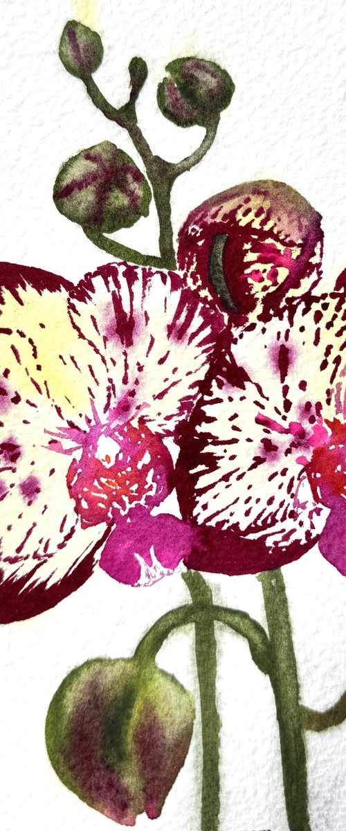 Wild flower Red Orchid by Yuliia Sharapova